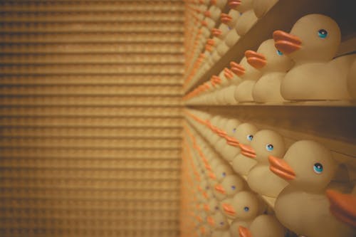Free Lined Up of Rubber Duck on Shelf Stock Photo