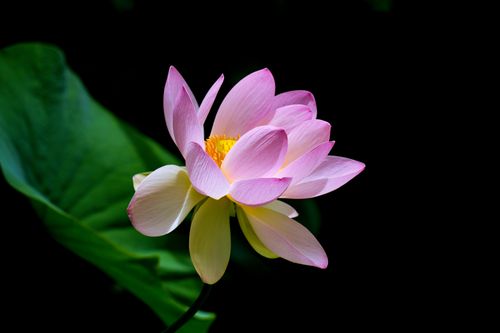 Free Close-up of a vivid pink lotus flower with lush green leaves, epitomizing natural beauty and tranquility. Stock Photo