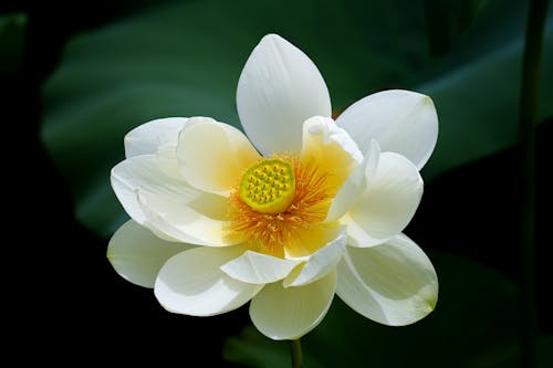 White Lotus Flower