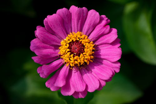 Close up of Pink Flower