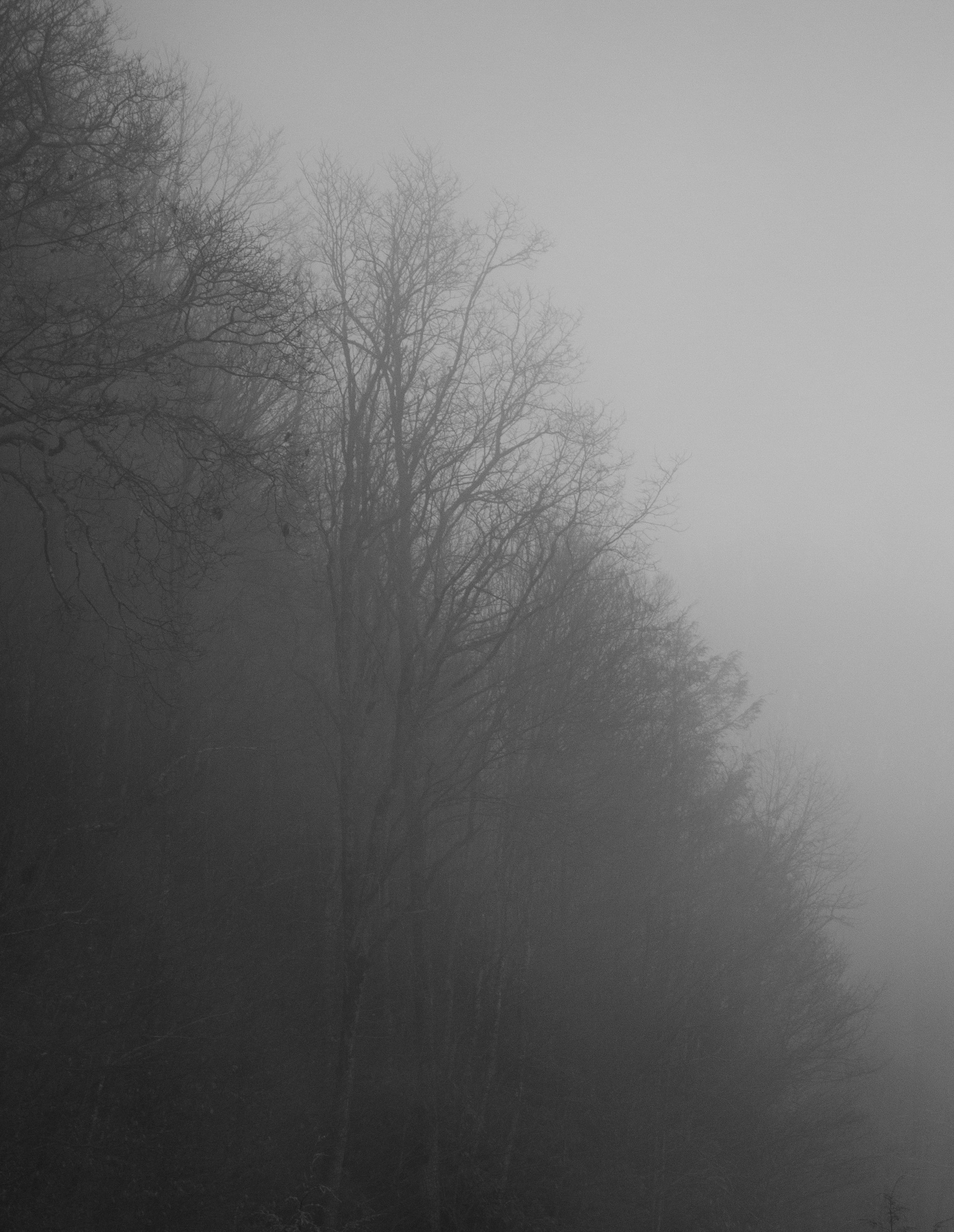 Leafless Trees of the Forest in the Fog · Free Stock Photo