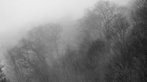 Бесплатное стоковое фото с голые деревья, гора, горный фон