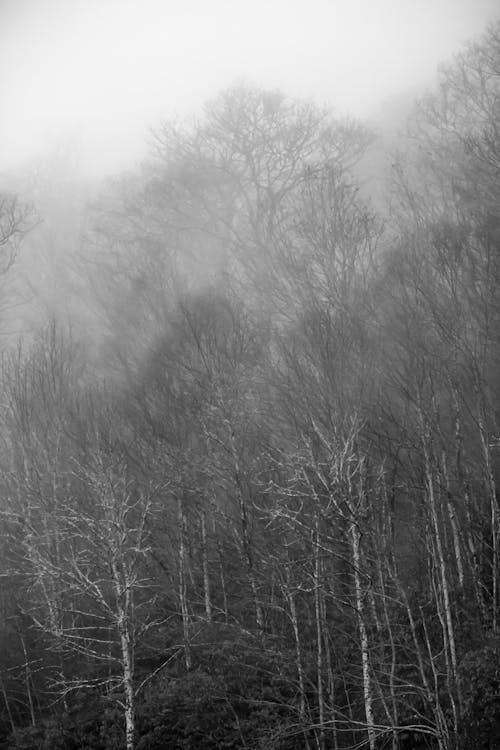 Бесплатное стоковое фото с голые деревья, гора, горный фон