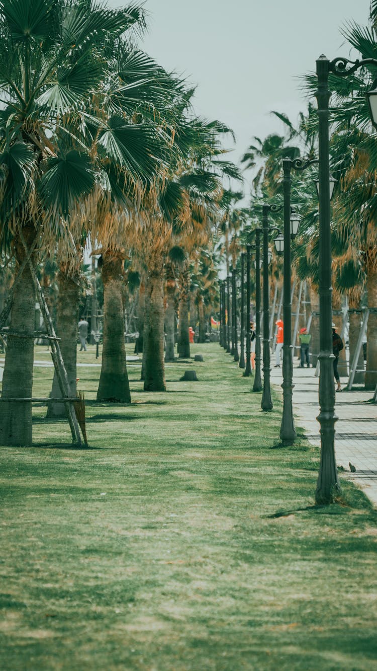 Palm Trees Alley In Town