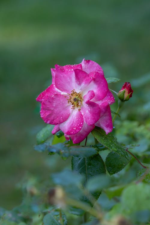 しずく, ピンクの花, ローザの変な顔の無料の写真素材