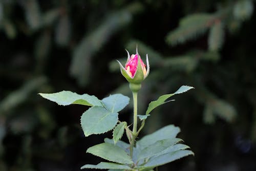Free stock photo of bud, flowers, gardening