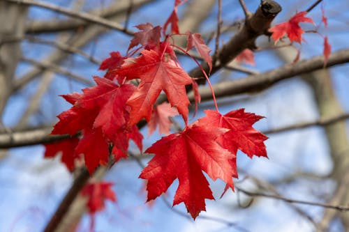 Free stock photo of autumn leaves, hd, maple
