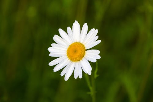 Foto profissional grátis de branco, flor, foco seletivo
