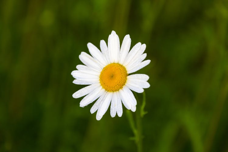 White Daisy Flower