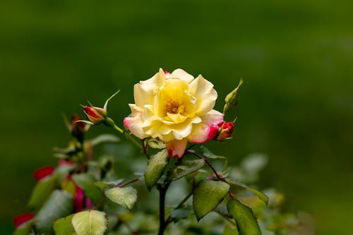Blooming Yellow Rose Between Buds