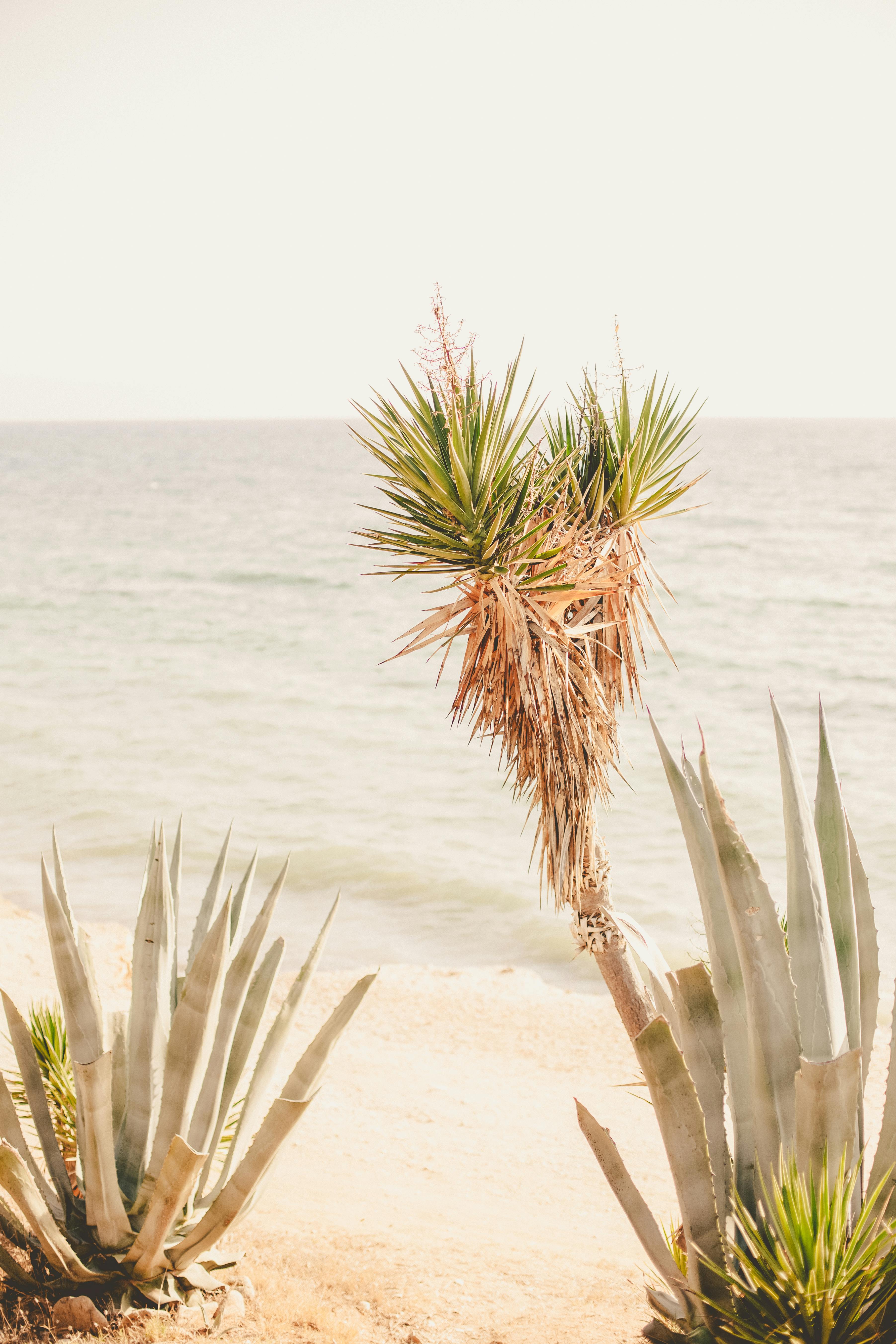 a plant on the beach with the ocean in the background