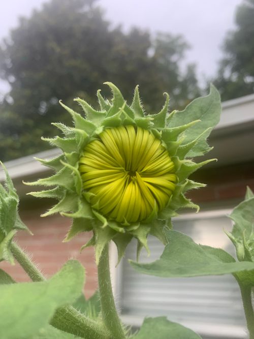 Free Sunflower, Before Stock Photo