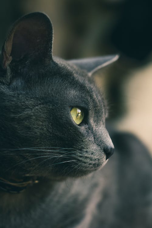 Kostenlos Nahaufnahmefoto Der Schwarzen Katze Stock-Foto