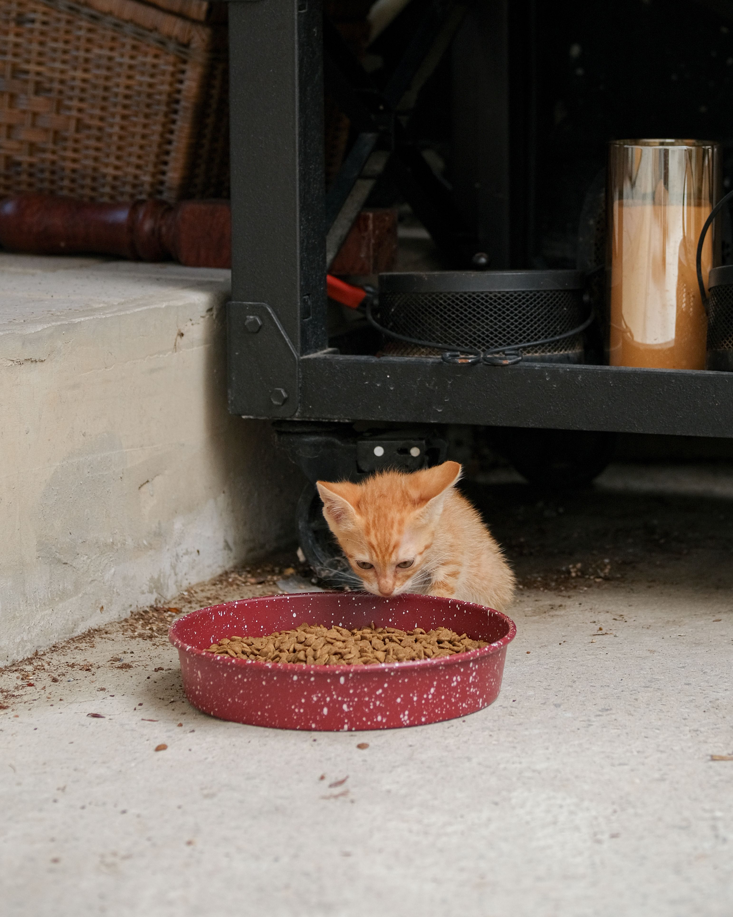 Chaton près d'un bol de croquettes - meilleures croquettes pour chaton