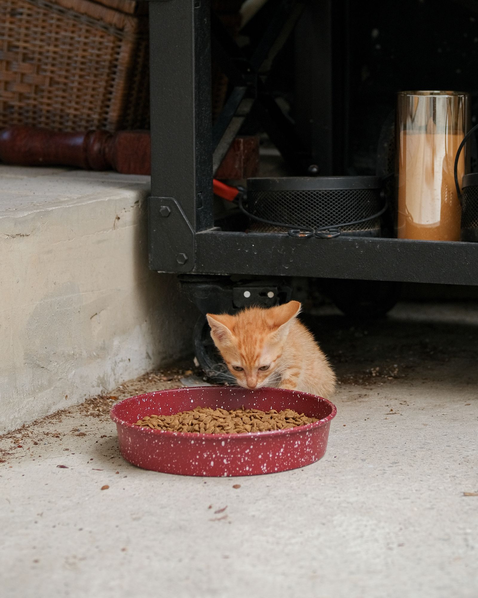 Makanan Kitten Tuna 800g