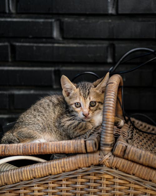 Gratis lagerfoto af dyrefotografering, kæledyr, kat