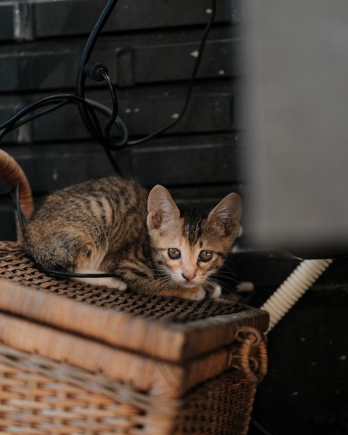 Free Cute tabby kitten resting on a wicker basket, creating a cozy indoor scene. Stock Photo