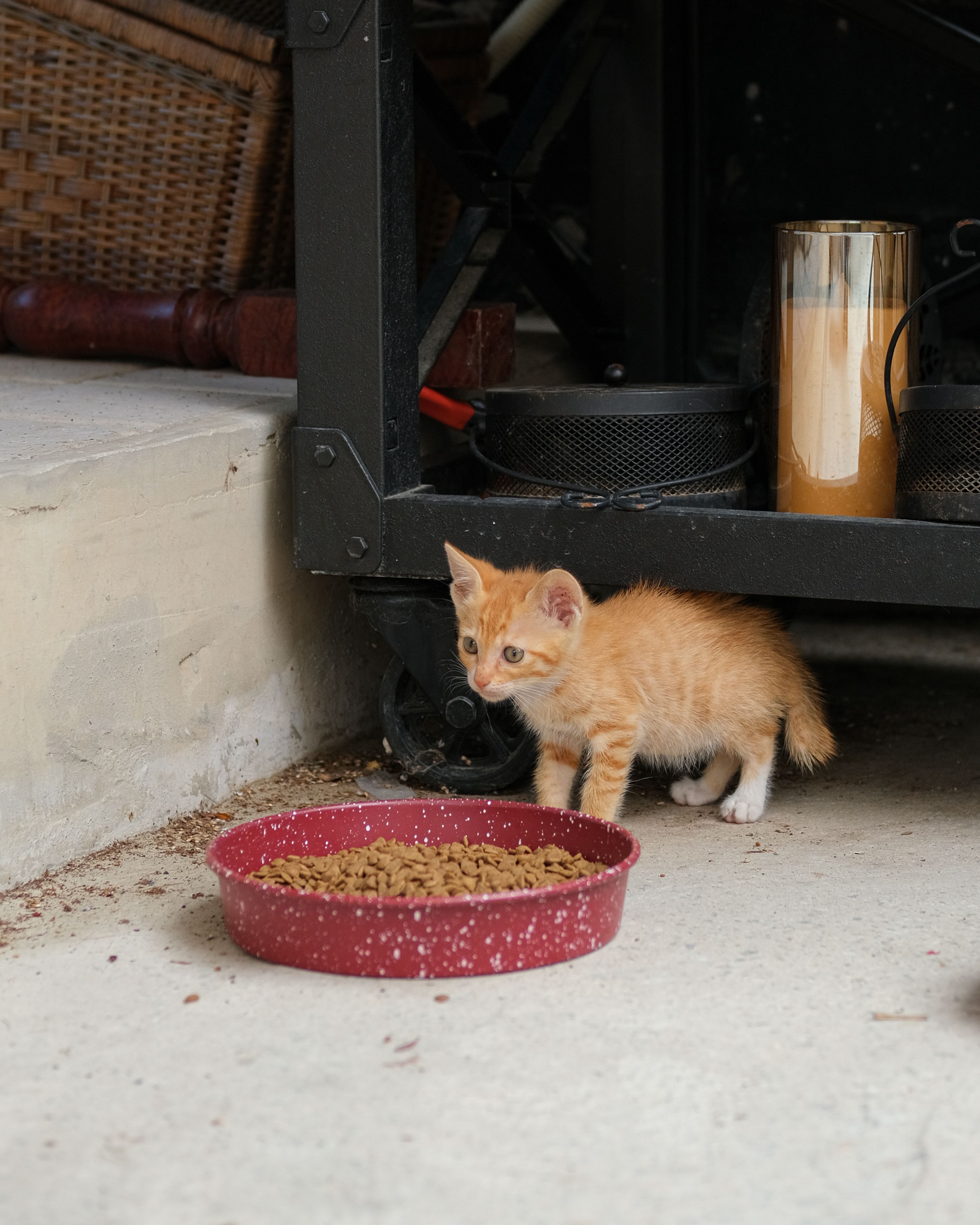 Adorable ginger kitten exploring indoors near a red food bowl, evoking a sense of curiosity.