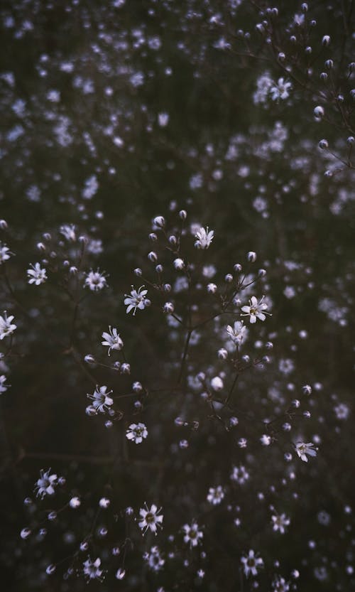 Foto profissional grátis de compacto, fechar-se, flores