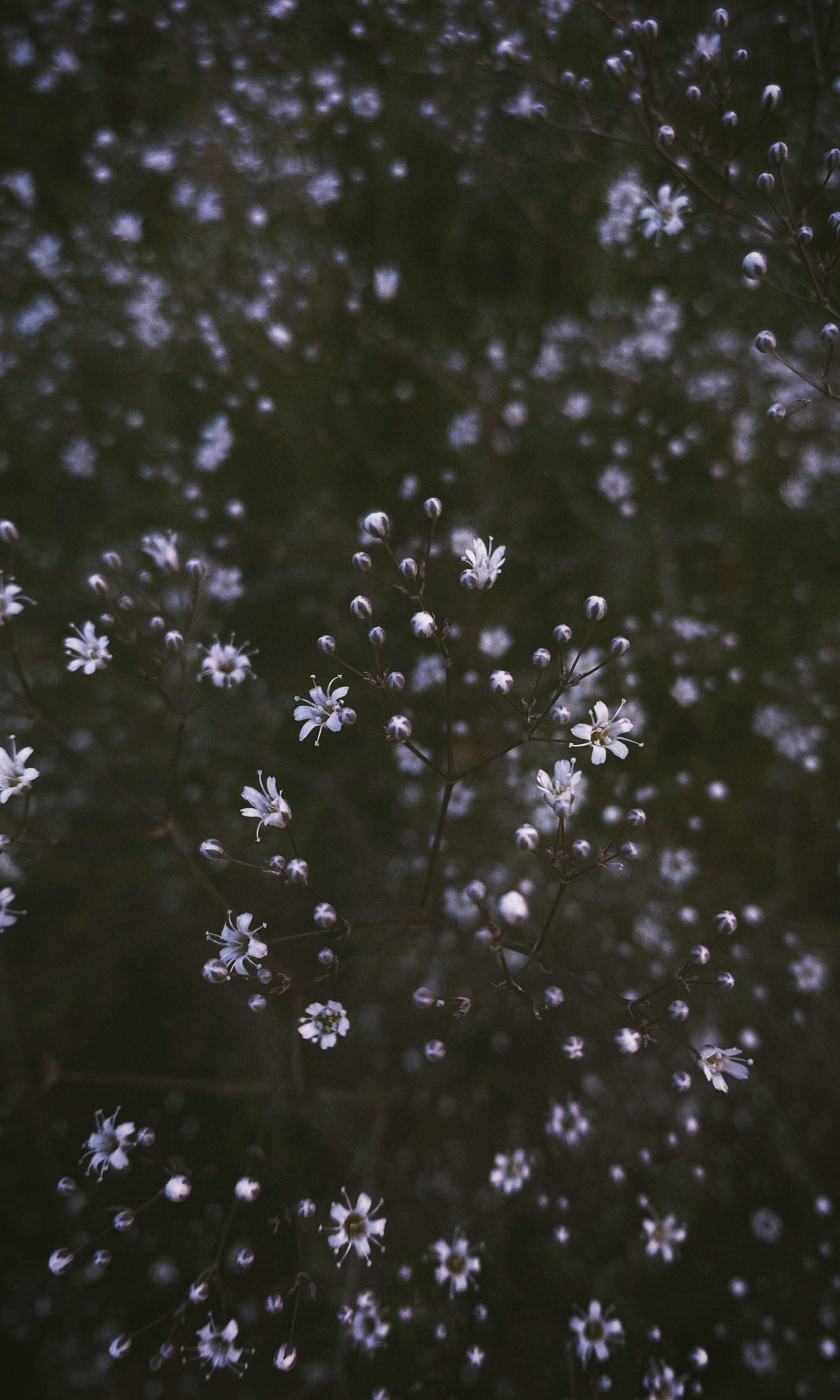 Free A tranquil close-up view of small white flowers against a dark background, creating a soothing natural atmosphere. Stock Photo