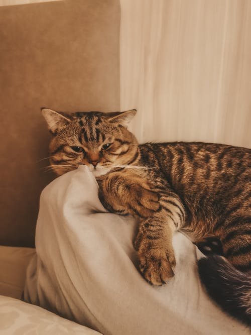 Бесплатное стоковое фото с вертикальный выстрел, кошка, лежащий