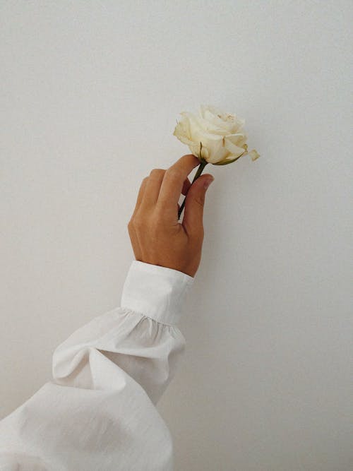 Foto d'estoc gratuïta de camisa, flor, fons blanc