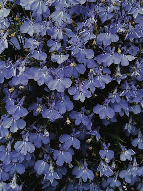 Gratis stockfoto met blauw, bloeiende, bloemen