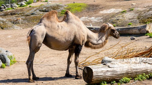 Foto d'estoc gratuïta de camell, dempeus, en captivitat