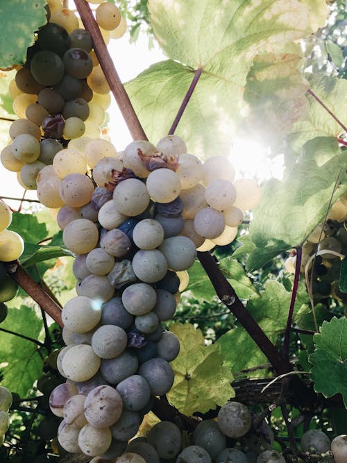 Bunch of White Grapes