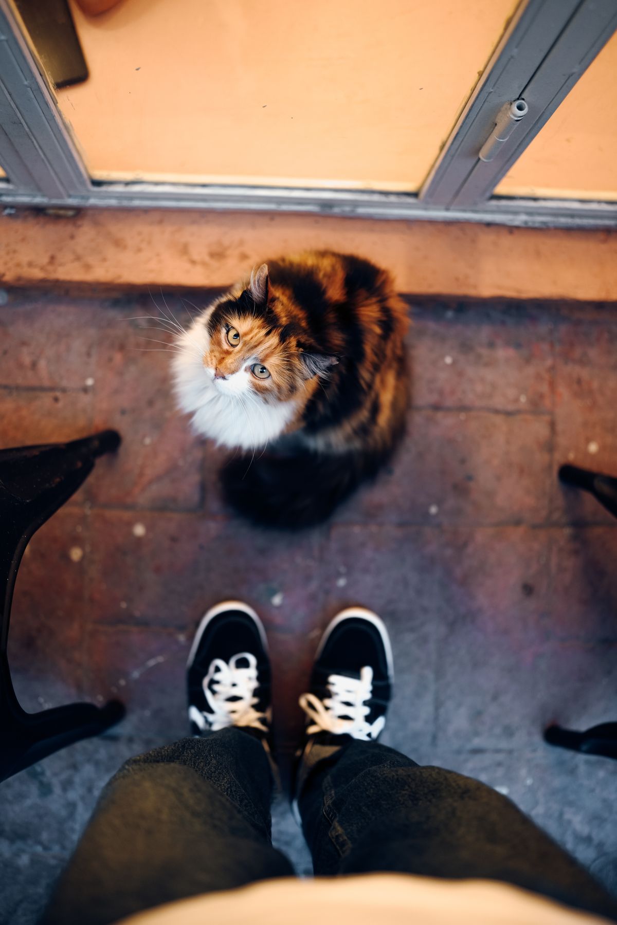Cat gazing up with soft, attentive eyes — fully focused on its owner