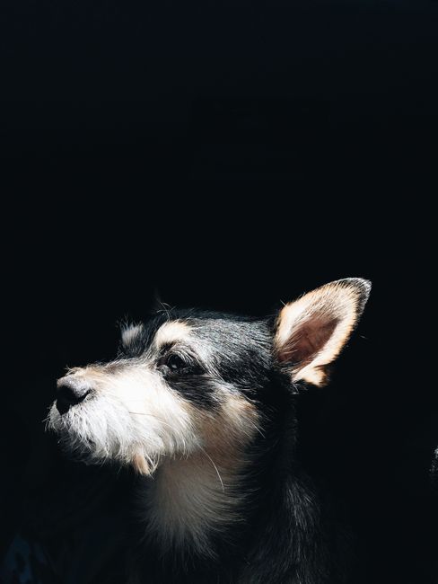 Artistic close-up of a terrier dog illuminated against a dark backdrop.