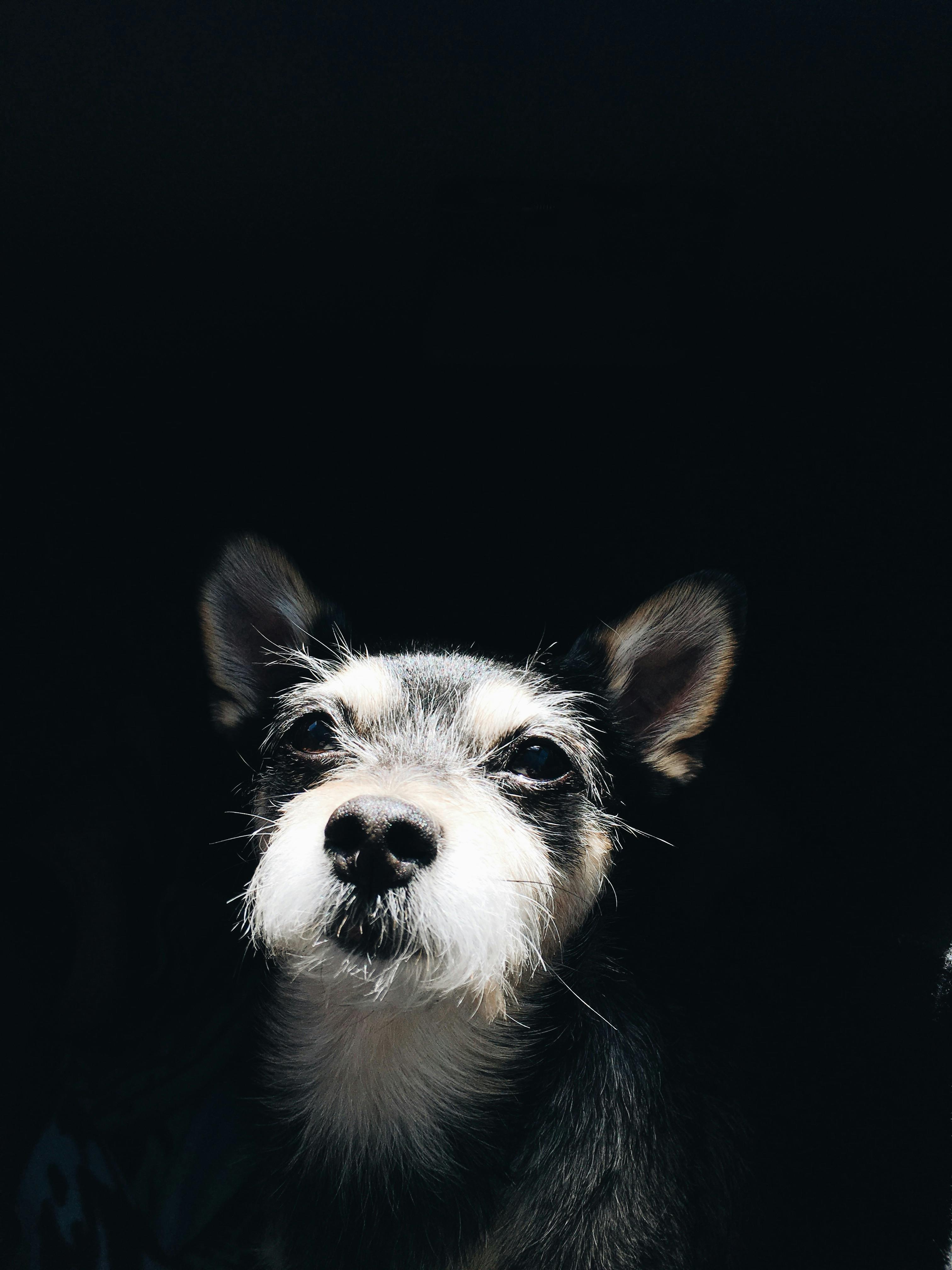 photo of a puppy