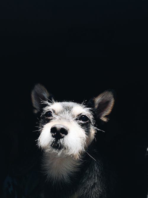 子犬の写真