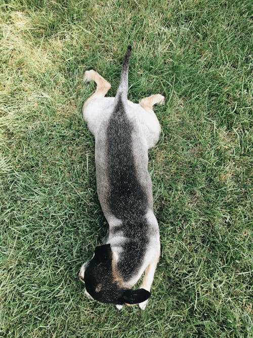 White and Black Dog on Grass