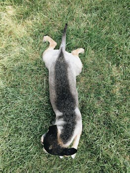 俯视图中，一只小狗躺在户外充满活力的绿草地上