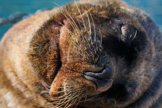 Peaceful close-up of a sleeping Patagonian sea lion in Punta del Este, Uruguay.
