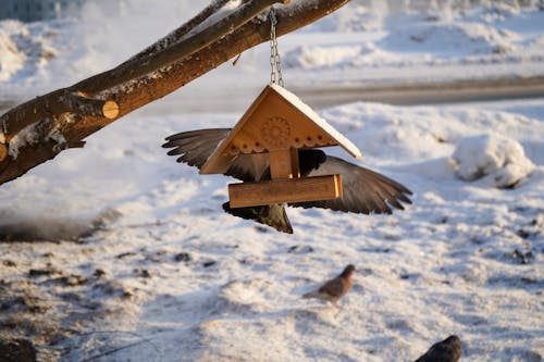 Photos gratuites de blu, hiver