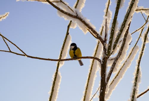 Δωρεάν στοκ φωτογραφιών με κατά τη διάρκεια του χειμώνα, μέλι πουλί, πουλάκι