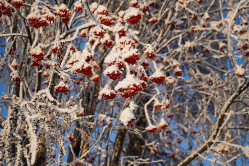 Δωρεάν στοκ φωτογραφιών με ομορφιά, χειμώνας