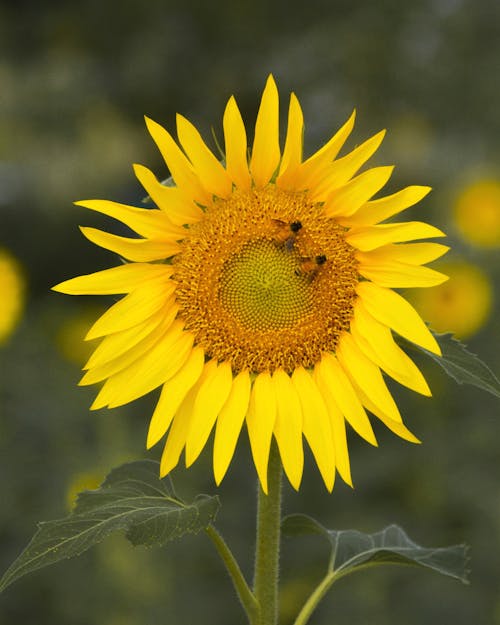 Základová fotografie zdarma na téma čerstvý, detail, kytka