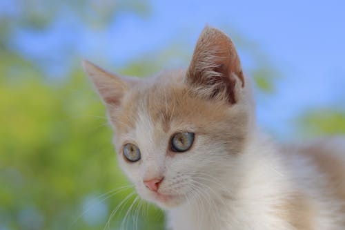 Close up of Kitten Head