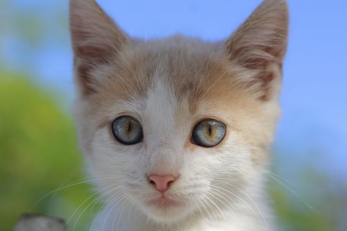Free Close-up of a cute kitten's face with a serene blue sky background. Stock Photo