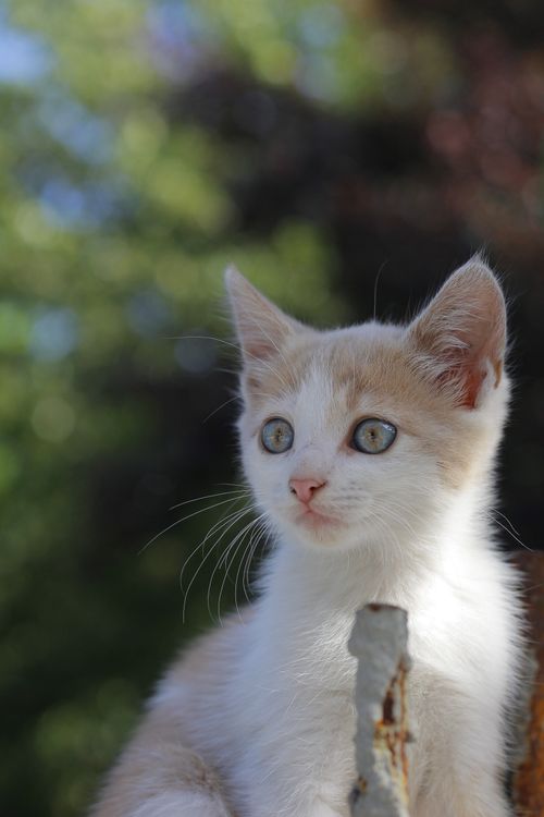 Free Adorable white and tan kitten captured in a close-up shot outdoors with blurred background. Stock Photo