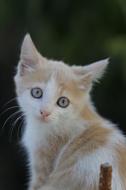 Free Sweet cream and white kitten with blue eyes looking back in a close-up portrait. Stock Photo