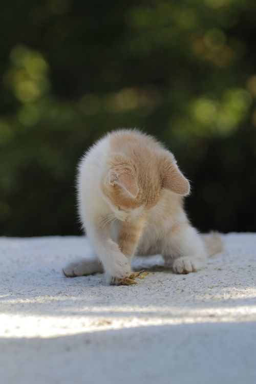 Free Adorable kitten playing outdoors bathed in sunlight. Perfect for pet lovers. Stock Photo