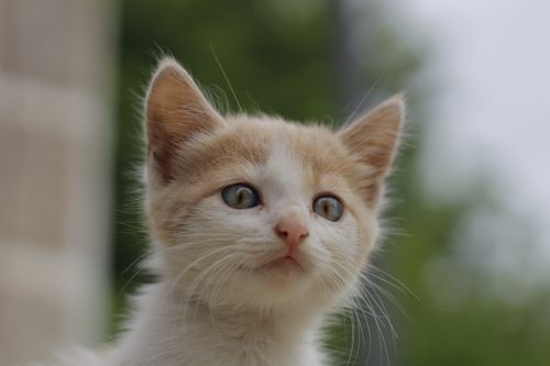 Free Adorable close-up of a young ginger and white kitten with green eyes, set against a blurred outdoor background. Stock Photo