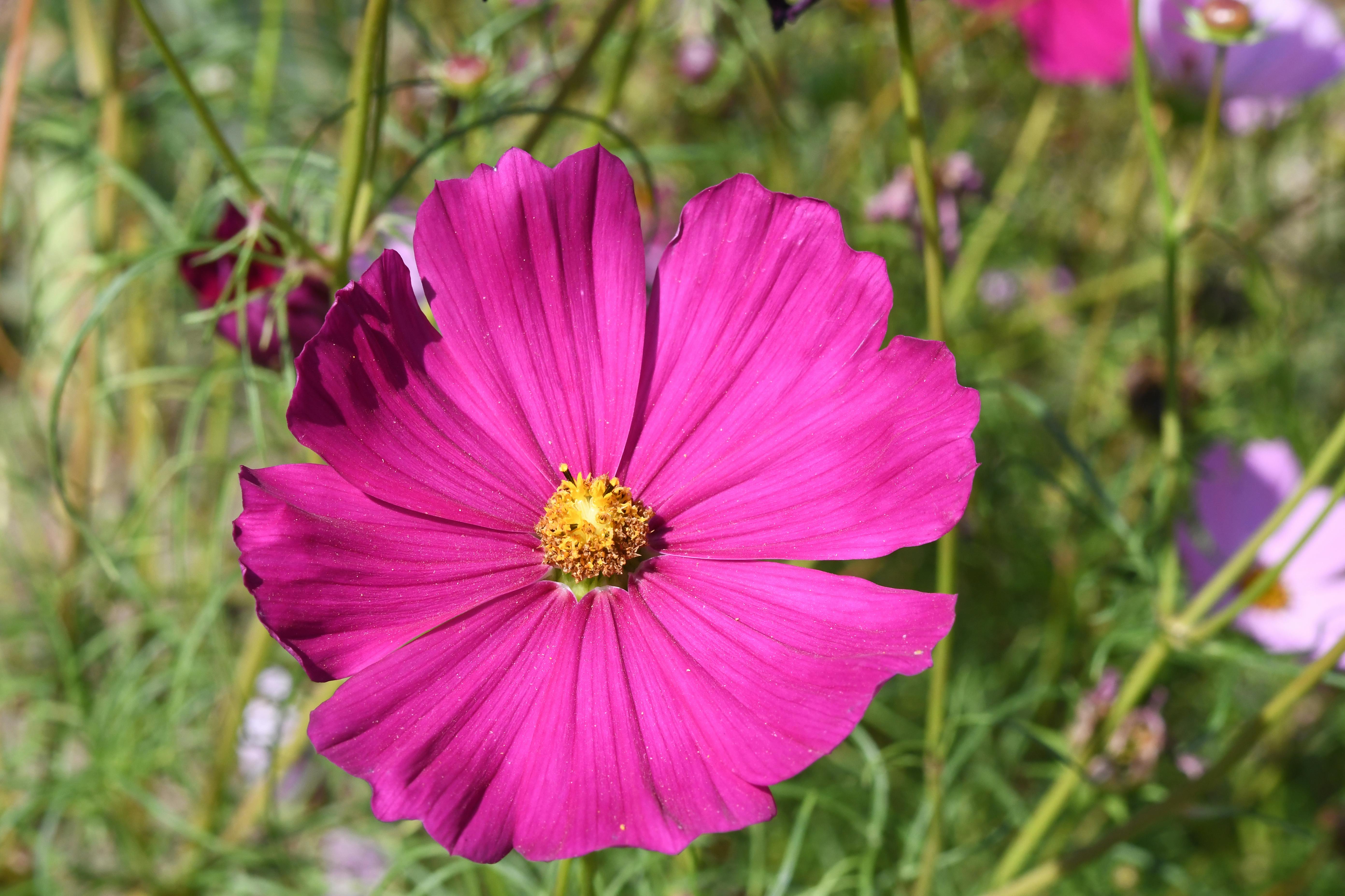 Close Up Photo Of A Plant · Free Stock Photo