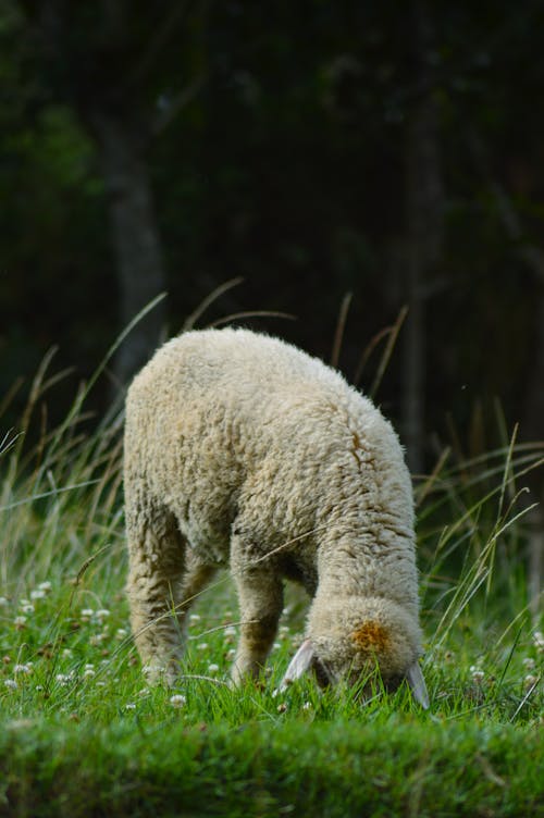 Sheep on Meadow