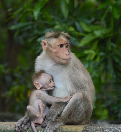 Free A heartwarming capture of a mother monkey cuddling her baby in Muthanga, India. Stock Photo