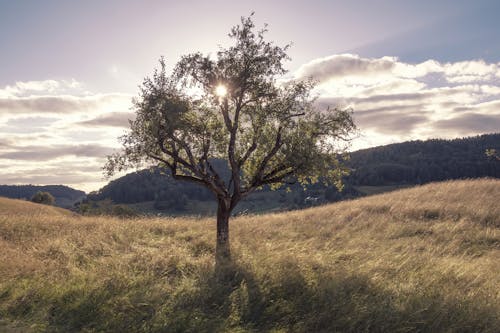 Foto stok gratis bukit, hutan, kembali menyala